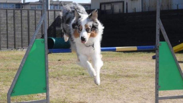 犬の学校あさか