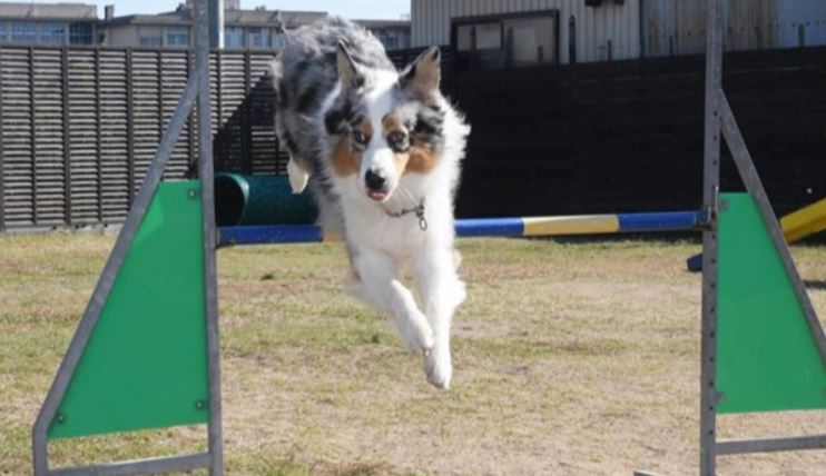 犬の学校あさか