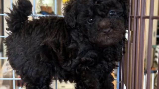 プードル　アカデミー