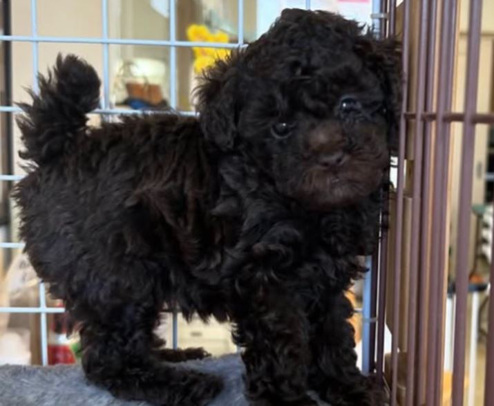 プードル　アカデミー