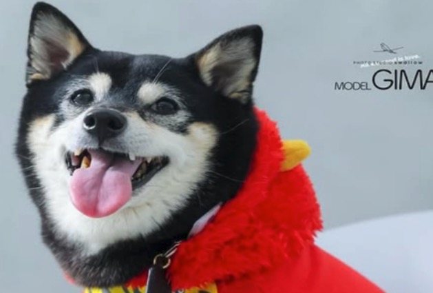 PHOTO STUDIO swallow