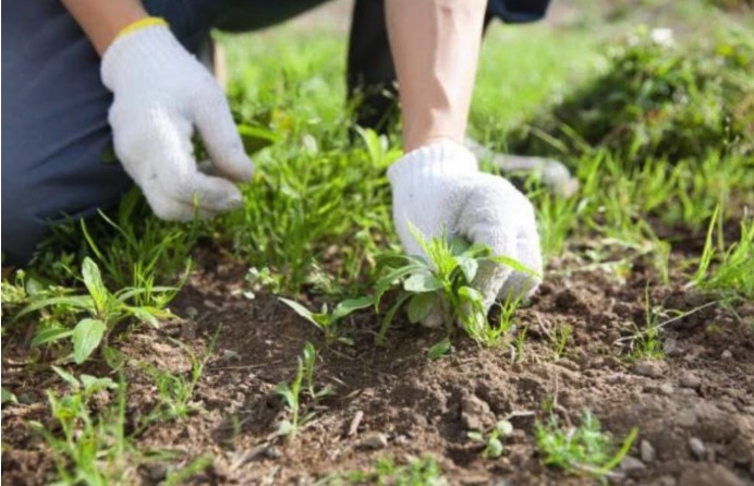 相模原の植木屋 陽庵華（ビアンカ）