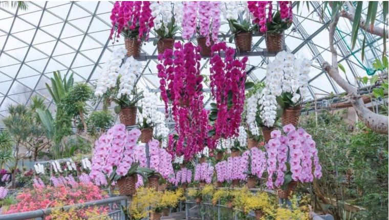 とっとり花回廊