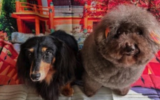 わんニャンシャンプー